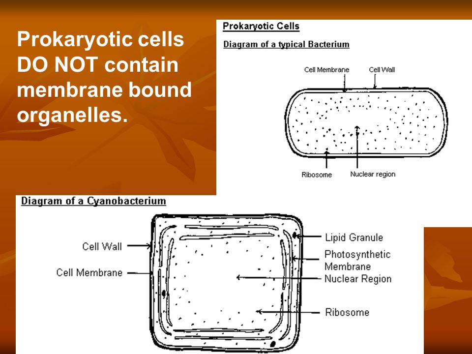 Prokaryotic cells DO NOT contain membrane bound organelles.