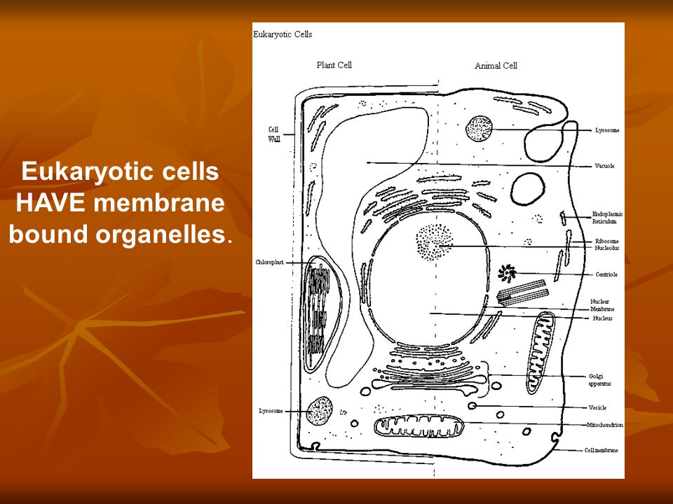 Eukaryotic cells HAVE membrane bound organelles.