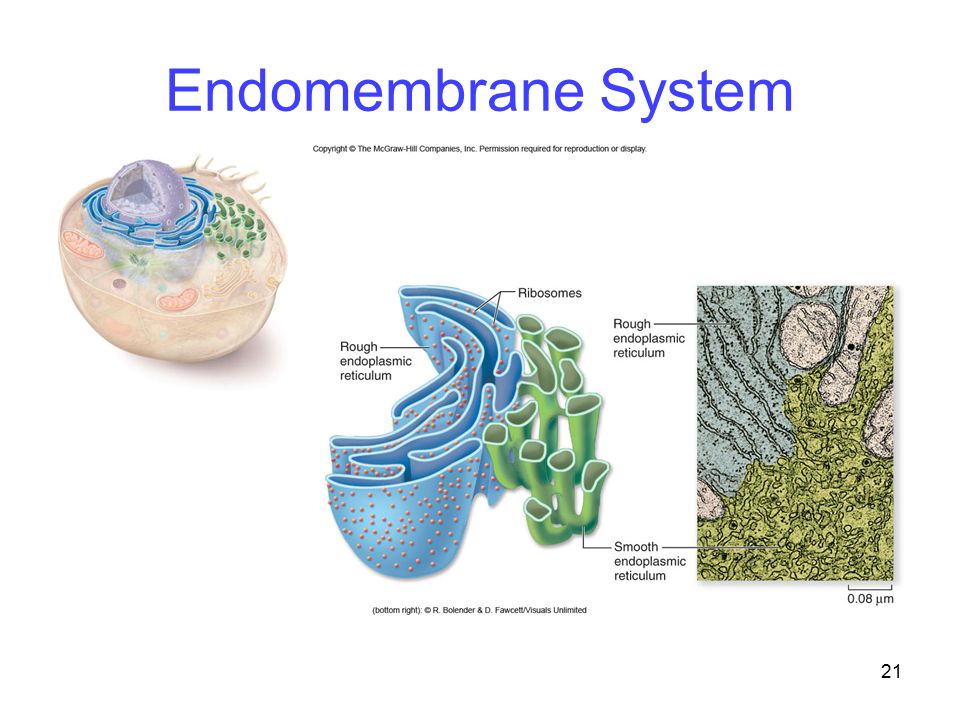 endomembrane system endomembrane system