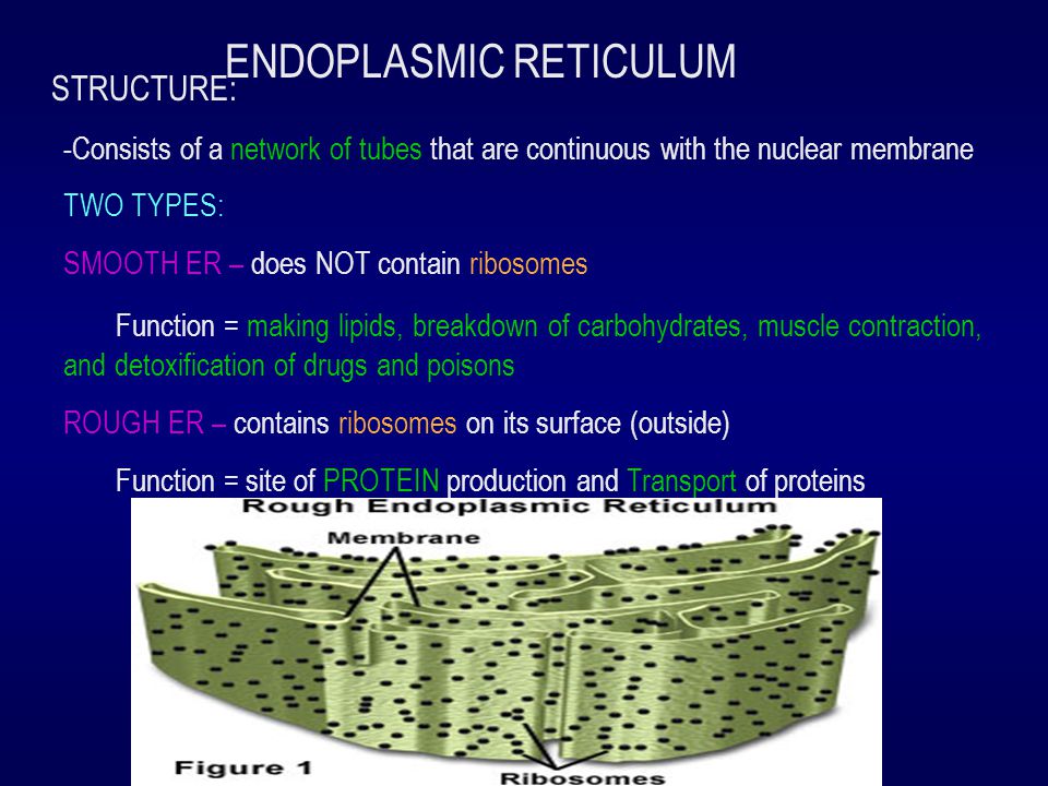 what is the role of ribosomes in protein synthesis what is the role of ribosomes in protein synthesis