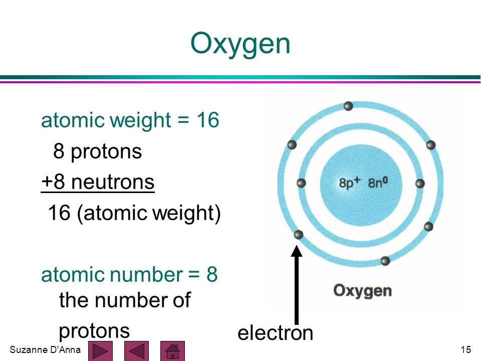 Suzanne D Anna15 Oxygen atomic weight = 16 8 protons +8 neutrons 16 (atomic weight) atomic number = 8 the number of protons electron