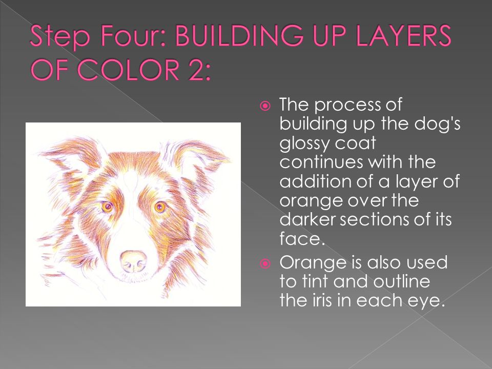  The process of building up the dog s glossy coat continues with the addition of a layer of orange over the darker sections of its face.