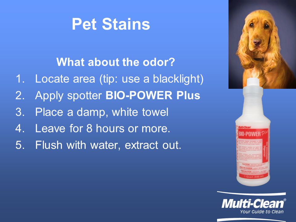 Pet Stains What about the odor.