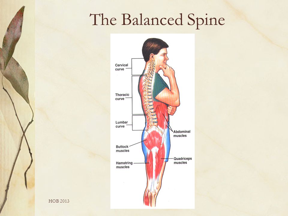 HOB 2013 The Balanced Spine