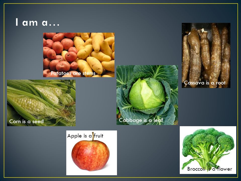 Cassava is a root Cabbage is a leaf Potatoes are stems Broccoli is a flower Apple is a fruit Corn is a seed