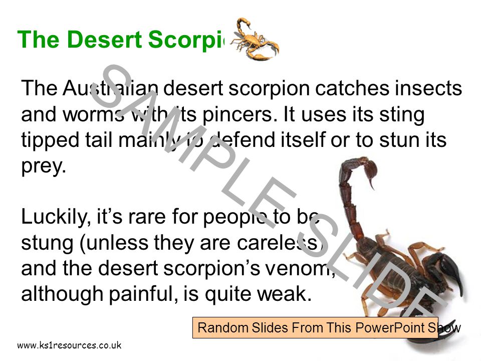 The Australian desert scorpion catches insects and worms with its pincers.