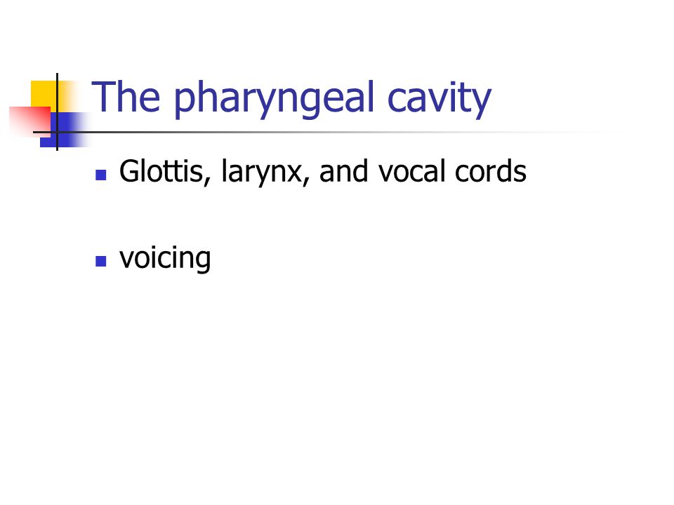 the pharyngeal cavity glottis, larynx, and vocal cords