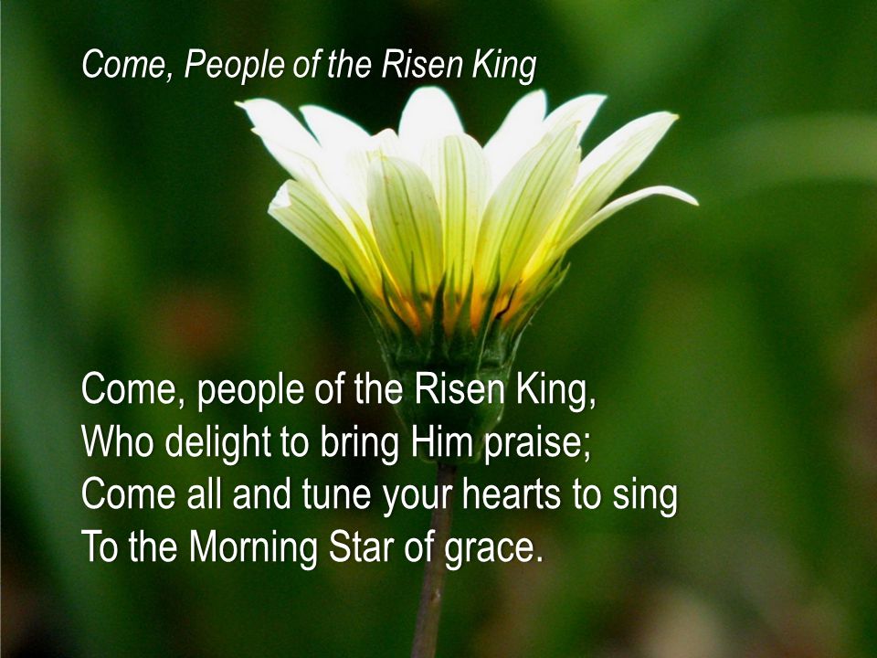 Come, people of the Risen King,Come, people of the Risen King, Who delight to bring Him praise;Who delight to bring Him praise; Come all and tune your hearts to singCome all and tune your hearts to sing To the Morning Star of grace.To the Morning Star of grace.