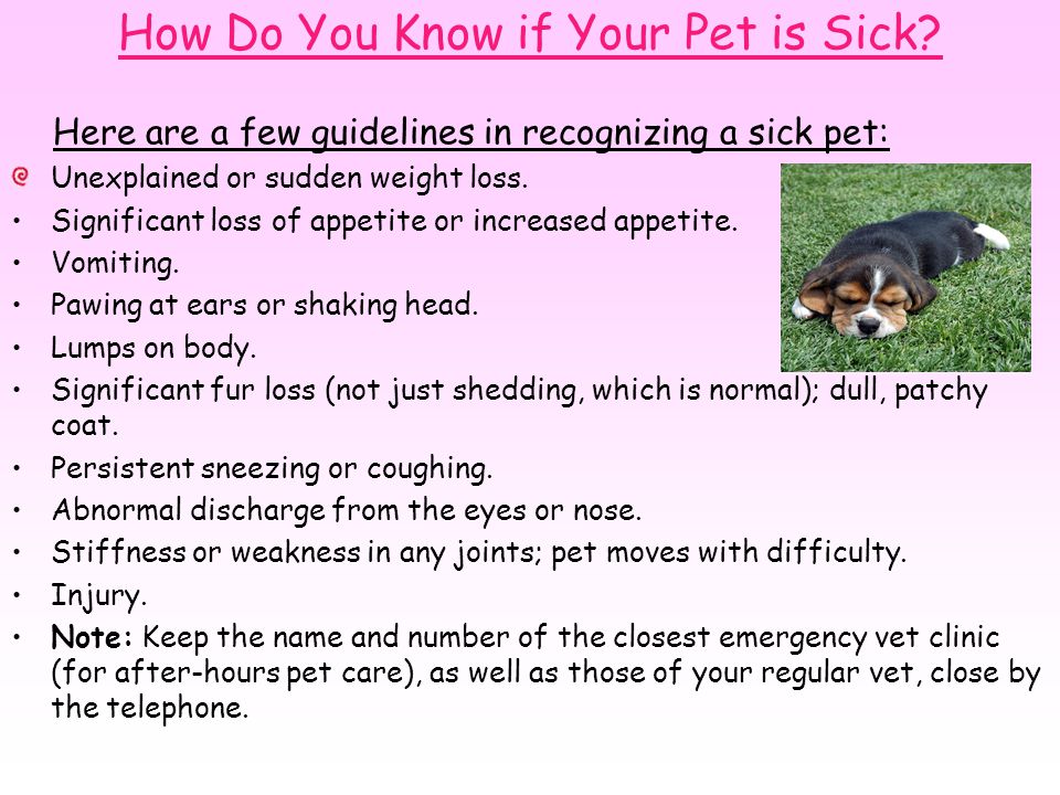 How Do You Know if Your Pet is Sick.