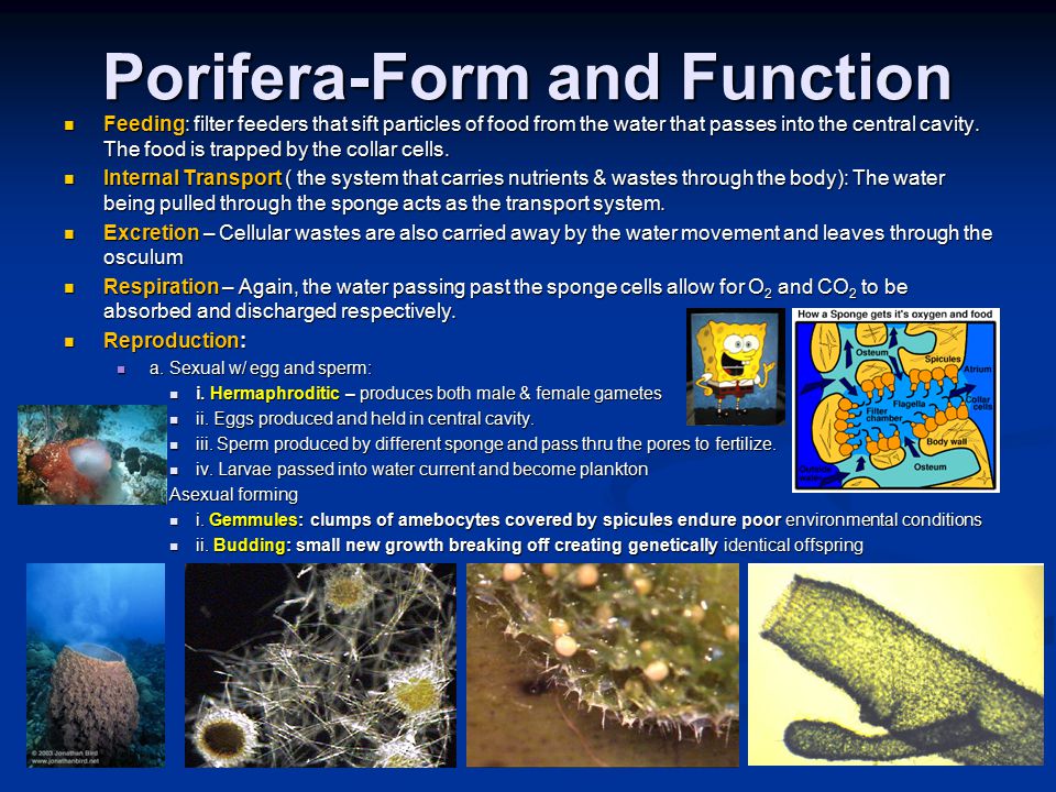 Porifera-Form and Function Feeding: filter feeders that sift particles of food from the water that passes into the central cavity.