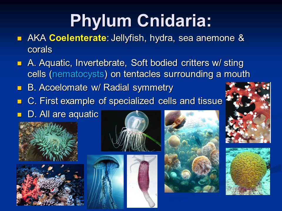Phylum Cnidaria: AKA Coelenterate: Jellyfish, hydra, sea anemone & corals AKA Coelenterate: Jellyfish, hydra, sea anemone & corals A.