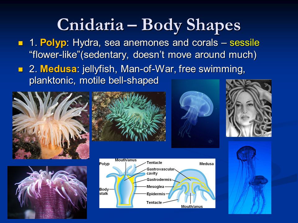 Cnidaria – Body Shapes 1.
