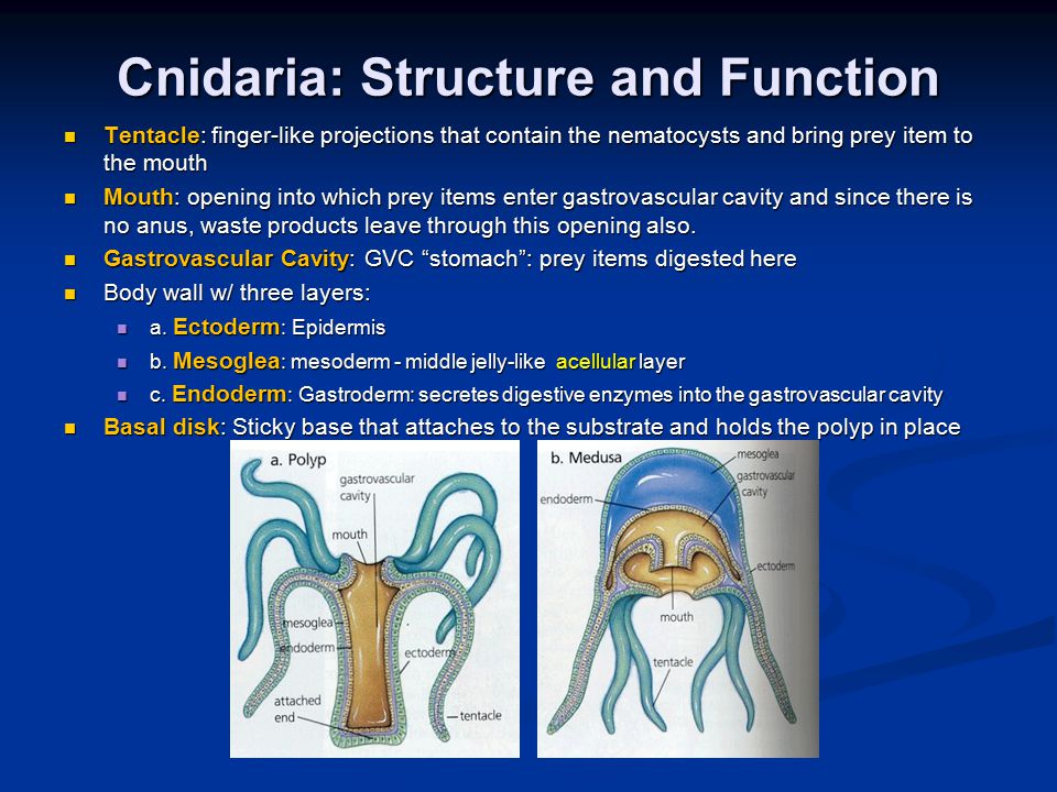 Cnidaria: Structure and Function Tentacle: finger-like projections that contain the nematocysts and bring prey item to the mouth Tentacle: finger-like projections that contain the nematocysts and bring prey item to the mouth Mouth: opening into which prey items enter gastrovascular cavity and since there is no anus, waste products leave through this opening also.