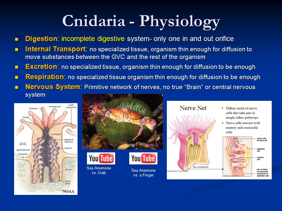 Cnidaria - Physiology Digestion: incomplete digestive system- only one in and out orifice Digestion: incomplete digestive system- only one in and out orifice Internal Transport: no specialized tissue, organism thin enough for diffusion to move substances between the GVC and the rest of the organism Internal Transport: no specialized tissue, organism thin enough for diffusion to move substances between the GVC and the rest of the organism Excretion: no specialized tissue, organism thin enough for diffusion to be enough Excretion: no specialized tissue, organism thin enough for diffusion to be enough Respiration: no specialized tissue organism thin enough for diffusion to be enough Respiration: no specialized tissue organism thin enough for diffusion to be enough Nervous System: Primitive network of nerves, no true Brain or central nervous system Nervous System: Primitive network of nerves, no true Brain or central nervous system Sea Anemone vs.