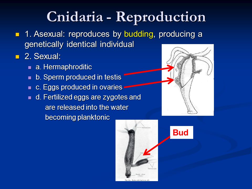 Cnidaria - Reproduction 1.