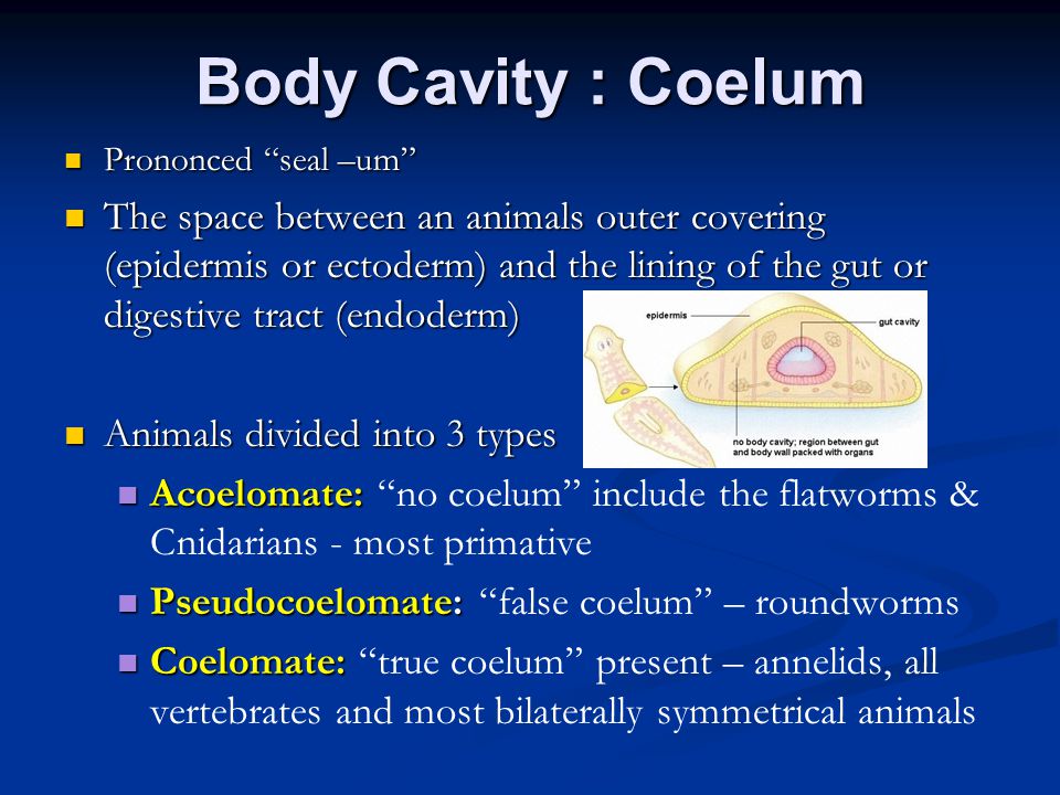 Body Cavity : Coelum Prononced seal –um Prononced seal –um The space between an animals outer covering (epidermis or ectoderm) and the lining of the gut or digestive tract (endoderm) The space between an animals outer covering (epidermis or ectoderm) and the lining of the gut or digestive tract (endoderm) Animals divided into 3 types Animals divided into 3 types Acoelomate: Acoelomate: no coelum include the flatworms & Cnidarians - most primative Pseudocoelomate: Pseudocoelomate: false coelum – roundworms Coelomate: Coelomate: true coelum present – annelids, all vertebrates and most bilaterally symmetrical animals