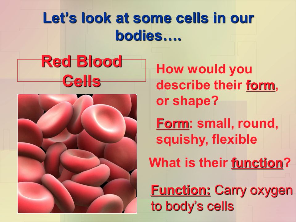 cell form function cells have different shapes to do different how do cells form