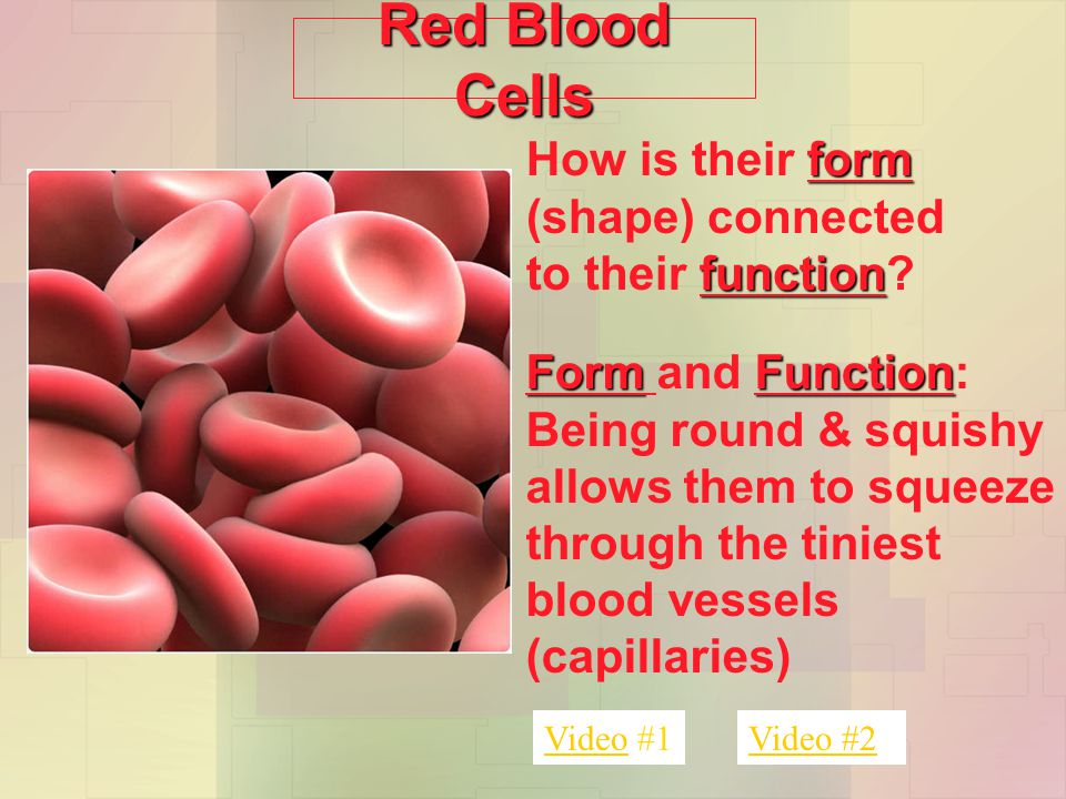 cell form function cells have different shapes to do different how do cells form