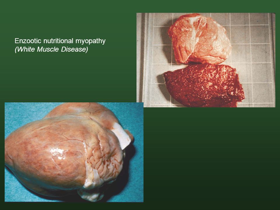 white muscle disease barca fontanacountryinn com white muscle disease