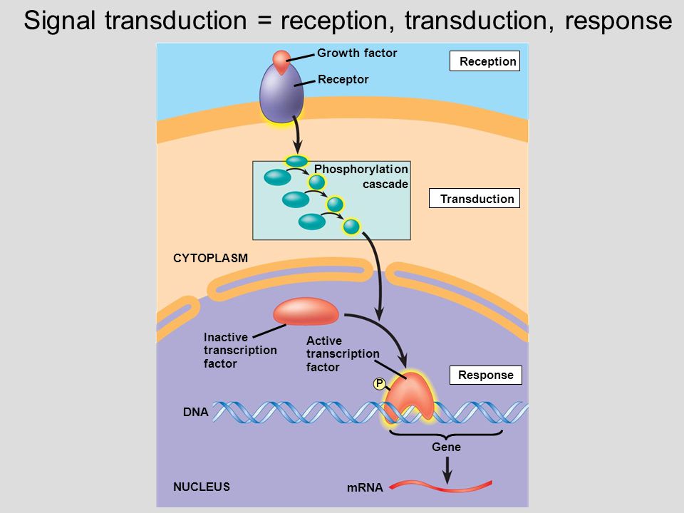 protein phosphorylation by semisynthesis from paper to practice Protein caging (semisynthesis of unnatural amino acid mutants of paxillin) it is common practice to subdivide a precious solution of reagent into aliquots that. protein phosphorylation by semisynthesis from paper to practice Protein caging (semisynthesis of unnatural amino acid mutants of paxillin) it is common practice to subdivide a precious solution of reagent into aliquots that.