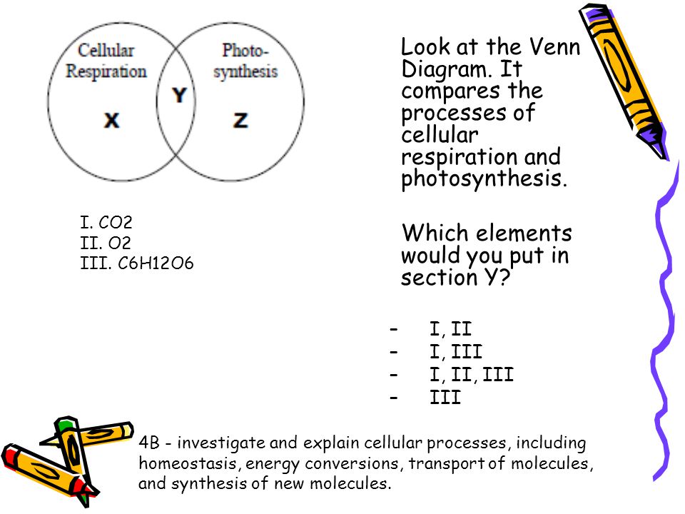 photosynthesis vs respiration venn diagram zoro braggs co photosynthesis and respiration venn diagram