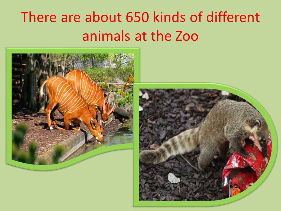 There are about 650 kinds of different animals at the Zoo