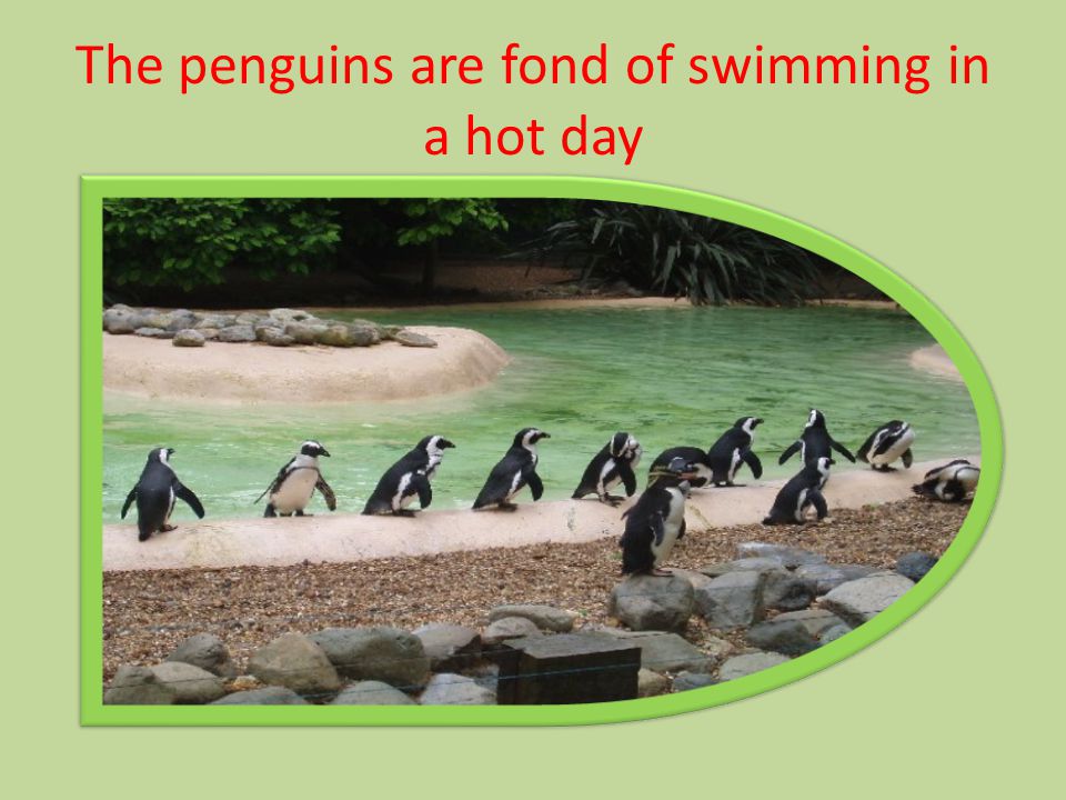 The penguins are fond of swimming in a hot day