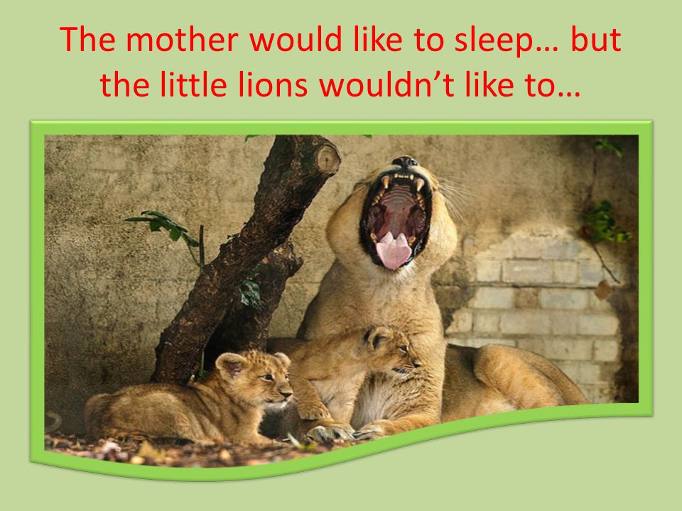 The mother would like to sleep… but the little lions wouldn’t like to…