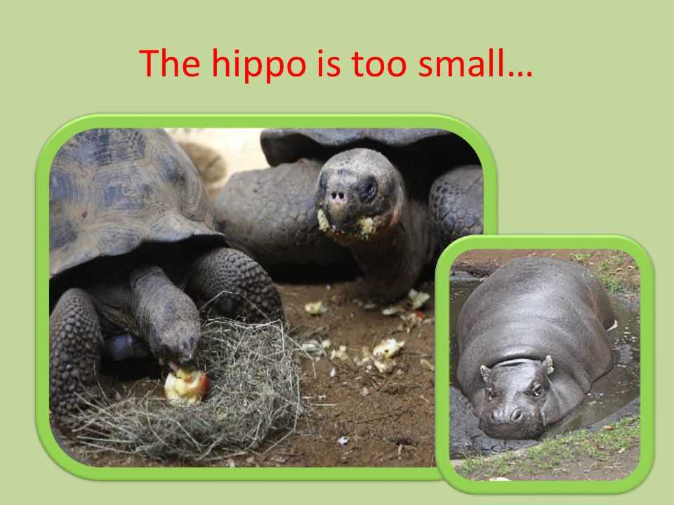The hippo is too small…