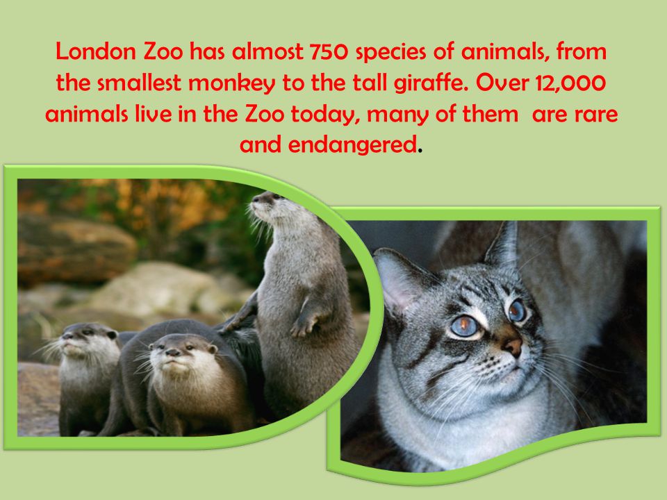 London Zoo has almost 750 species of animals, from the smallest monkey to the tall giraffe.