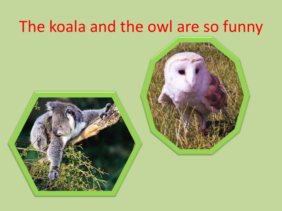 The koala and the owl are so funny