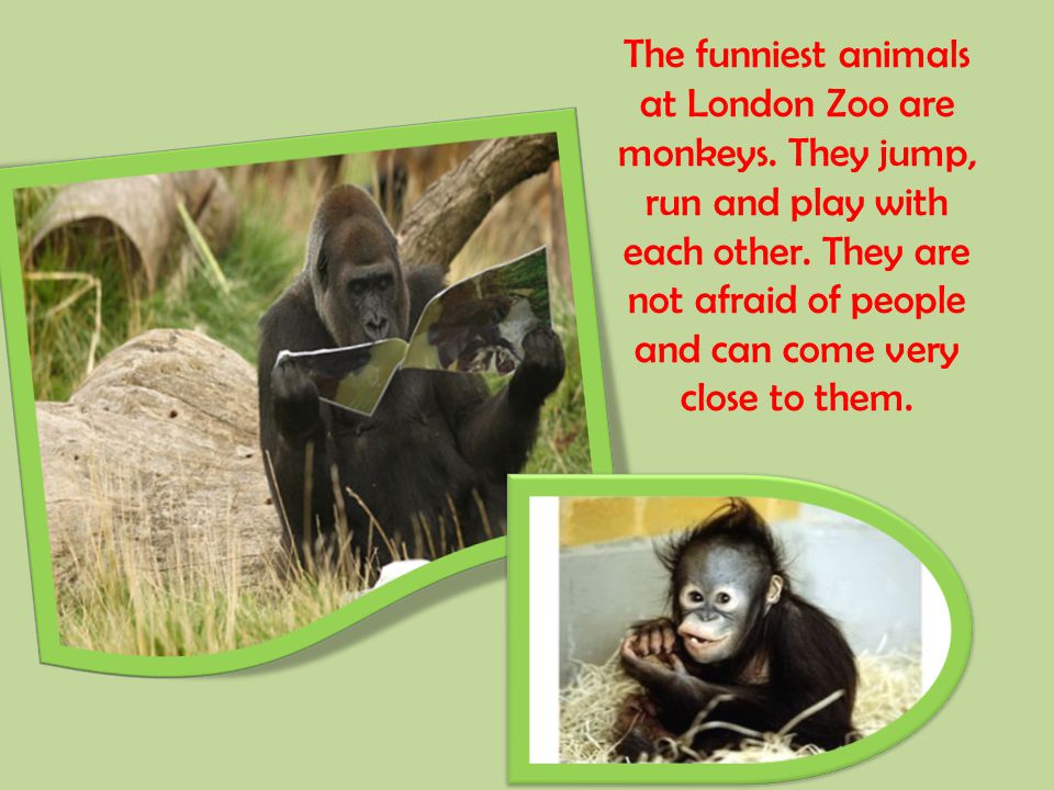 The funniest animals at London Zoo are monkeys. They jump, run and play with each other.