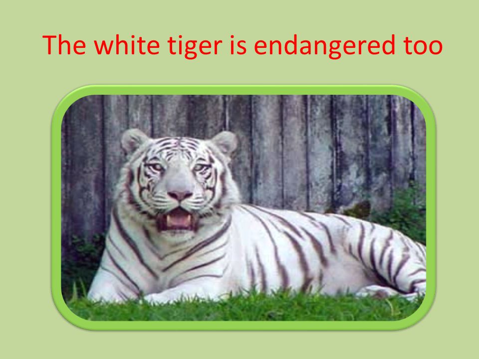 The white tiger is endangered too