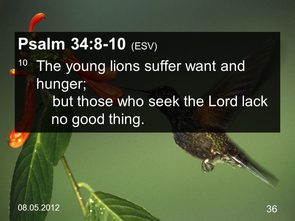 Psalm 34:8-10 (ESV) 10 The young lions suffer want and hunger; but those who seek the Lord lack no good thing.