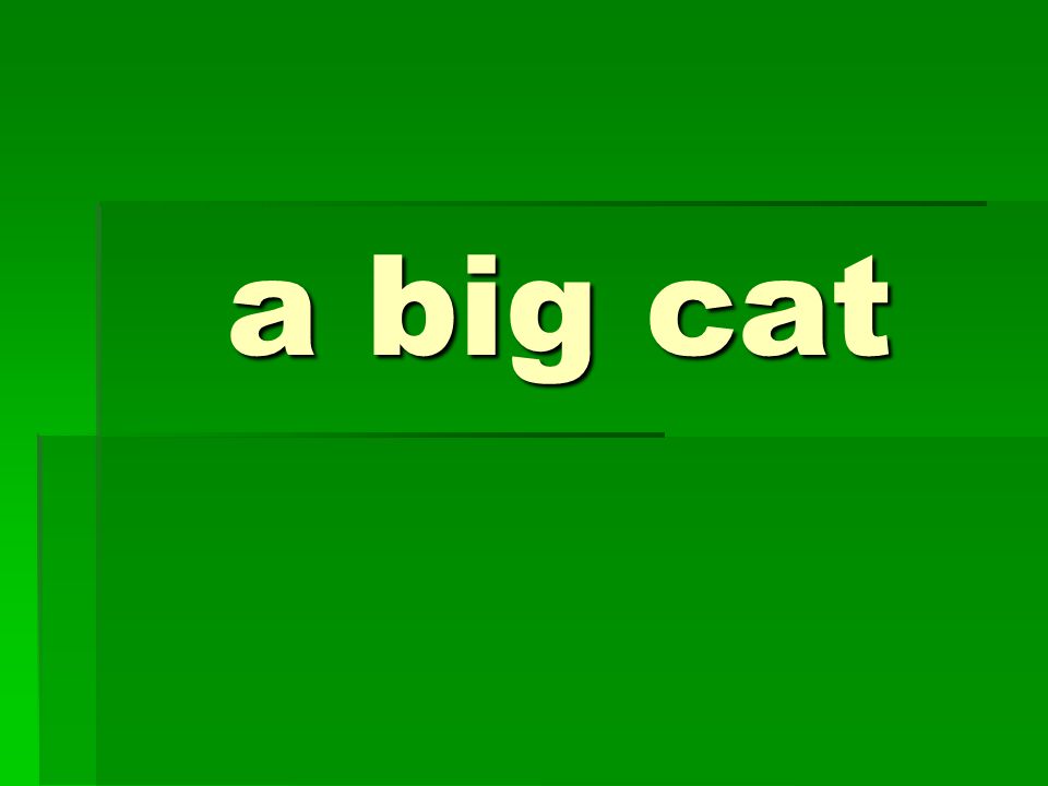 a big cat