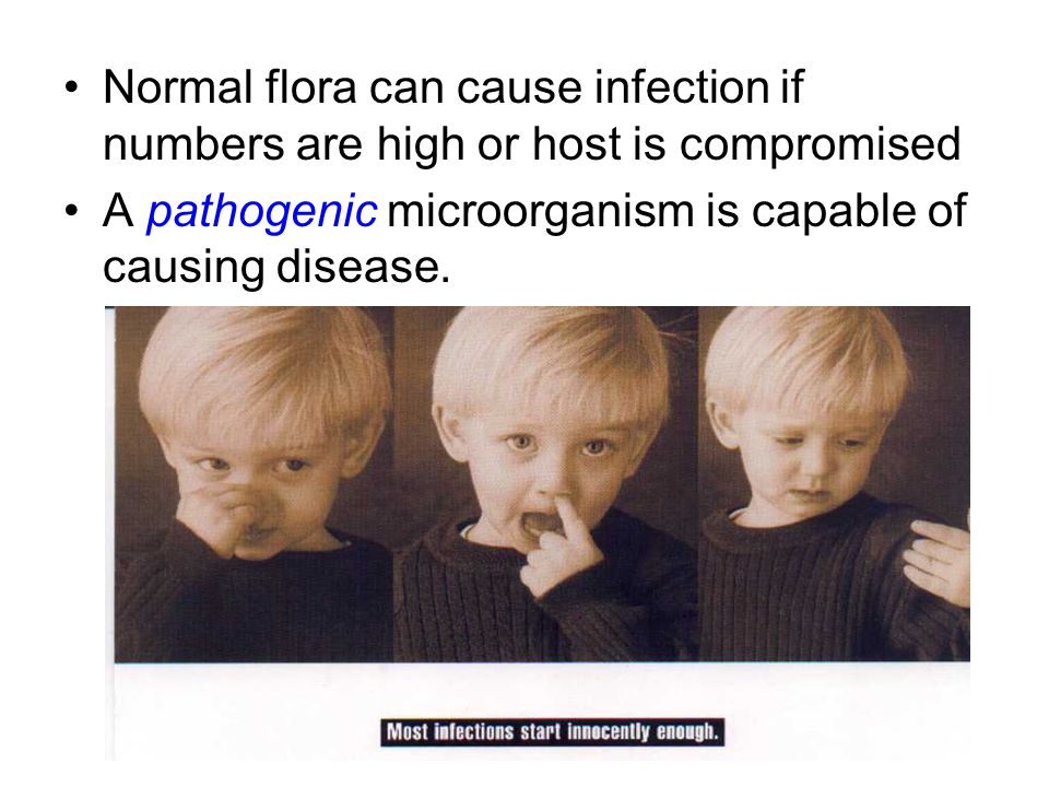 NORMAL FLORA Microorganisms (usually bacteria) that are found on healthy human body surfaces Each body site has its own normal flora