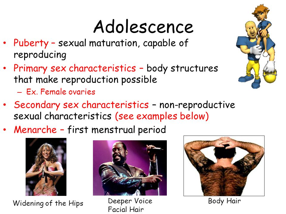 Adolescence Puberty – sexual maturation, capable of reproducing Primary sex characteristics – body structures that make reproduction possible – Ex.