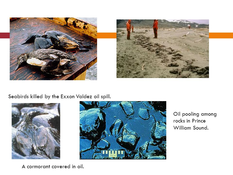 Seabirds killed by the Exxon Valdez oil spill. A cormorant covered in oil.