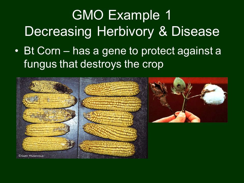 GMO Example 1 Decreasing Herbivory & Disease Bt Corn – has a gene to protect against a fungus that destroys the crop