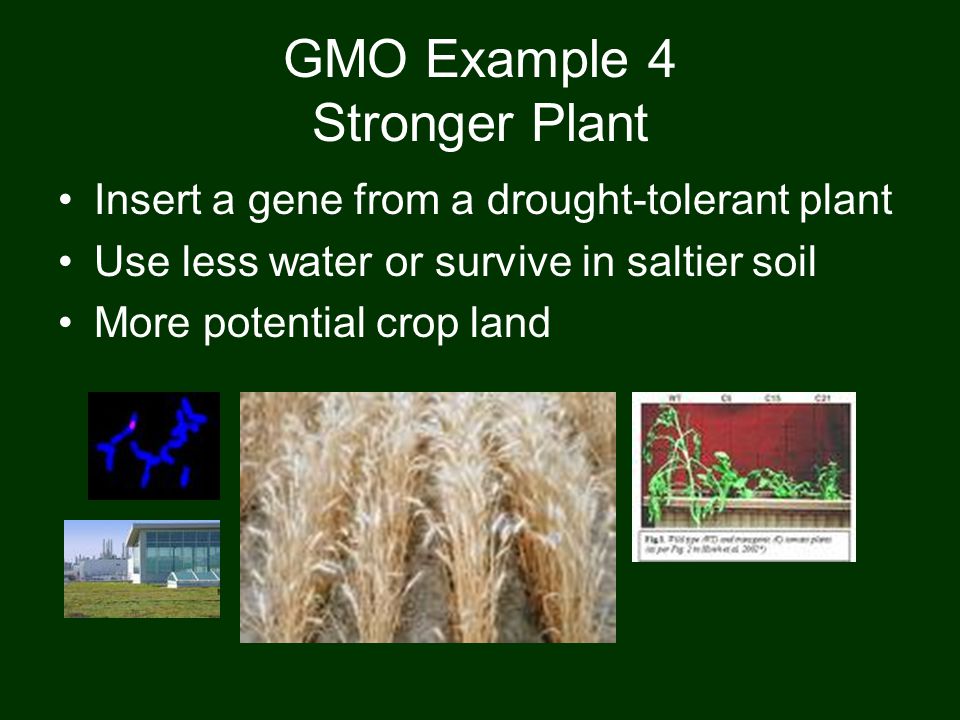 GMO Example 4 Stronger Plant Insert a gene from a drought-tolerant plant Use less water or survive in saltier soil More potential crop land
