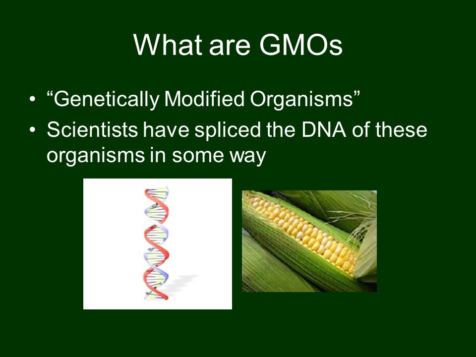 What are GMOs Genetically Modified Organisms Scientists have spliced the DNA of these organisms in some way