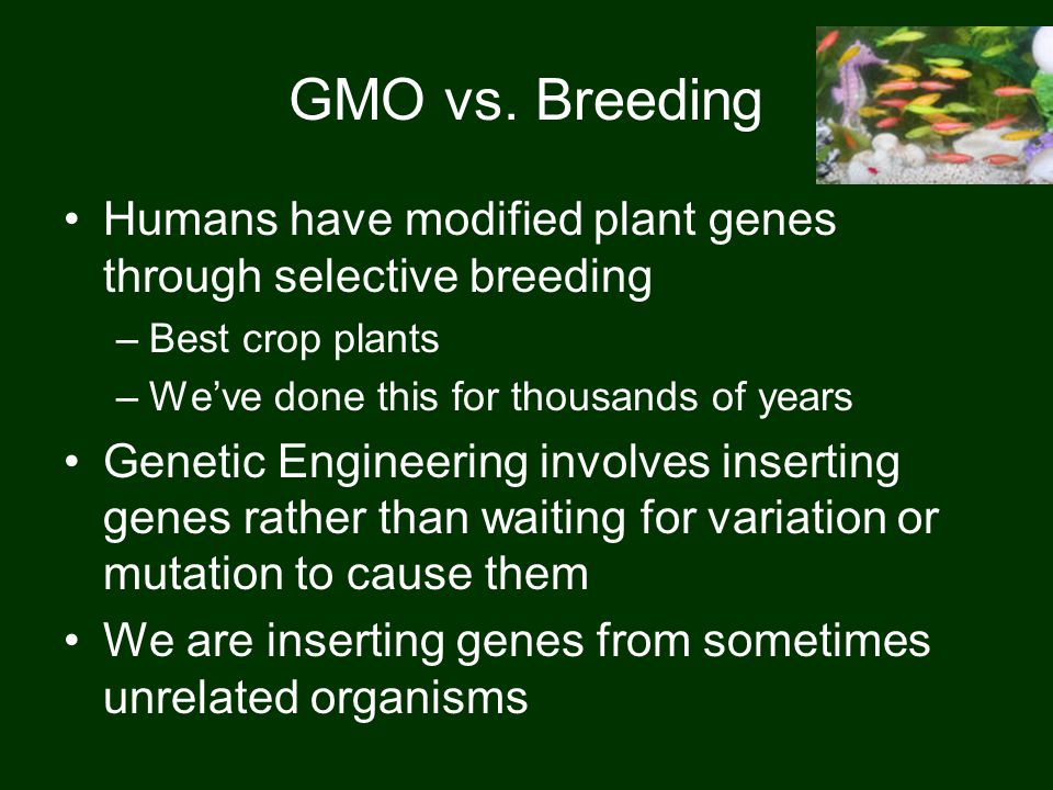 GMO vs.
