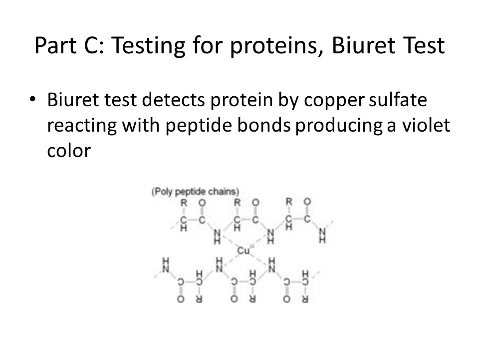 Part C: Testing for proteins, Biuret Test Biuret test detects protein by copper sulfate reacting with peptide bonds producing a violet color