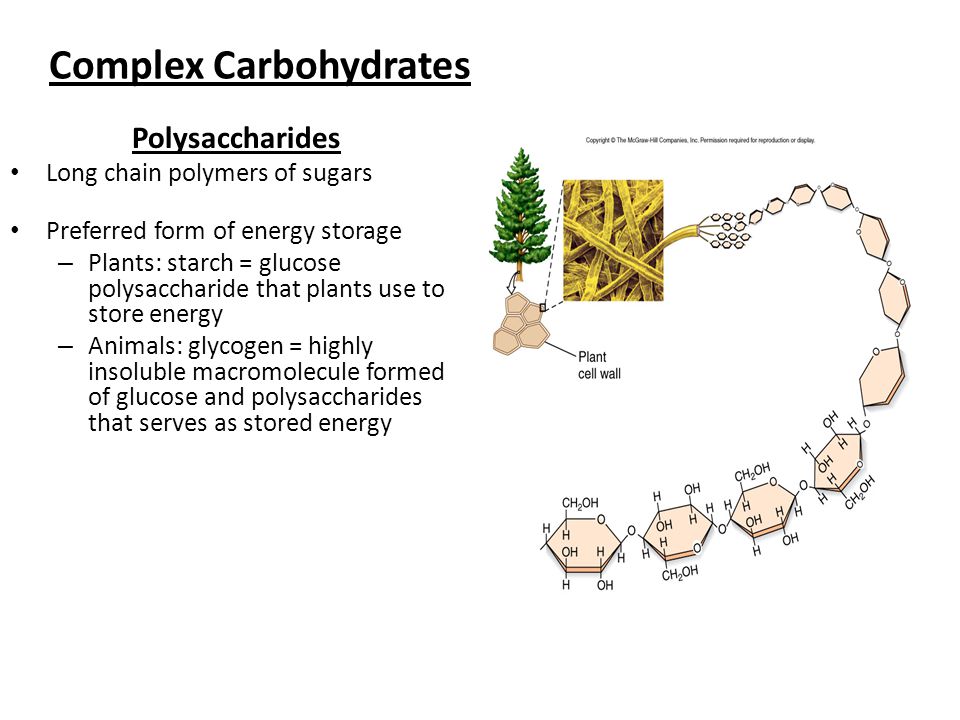 Complex Carbohydrates Polysaccharides Long chain polymers of sugars Preferred form of energy storage – Plants: starch = glucose polysaccharide that plants use to store energy – Animals: glycogen = highly insoluble macromolecule formed of glucose and polysaccharides that serves as stored energy