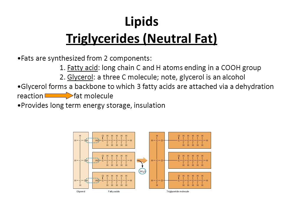 Lipids Triglycerides (Neutral Fat) Fats are synthesized from 2 components: 1.