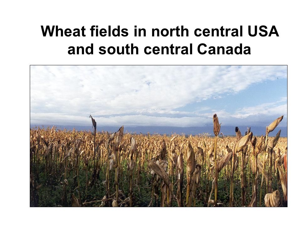 Wheat fields in north central USA and south central Canada