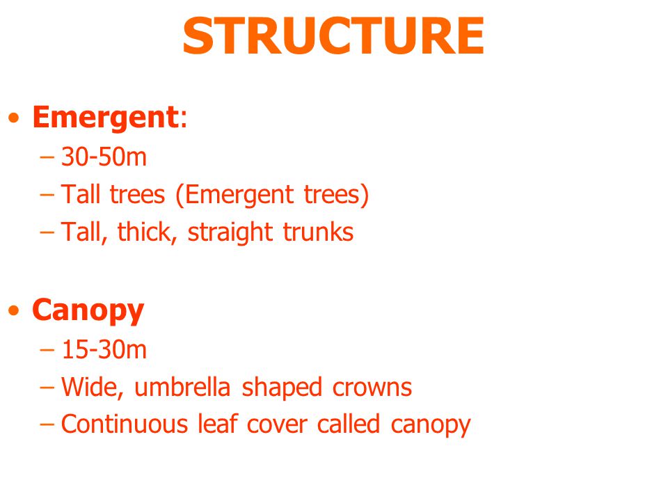 STRUCTURE Emergent: –30-50m –Tall trees (Emergent trees) –Tall, thick, straight trunks Canopy –15-30m –Wide, umbrella shaped crowns –Continuous leaf cover called canopy