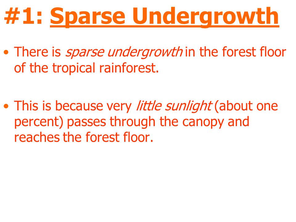 #1: Sparse Undergrowth There is sparse undergrowth in the forest floor of the tropical rainforest.