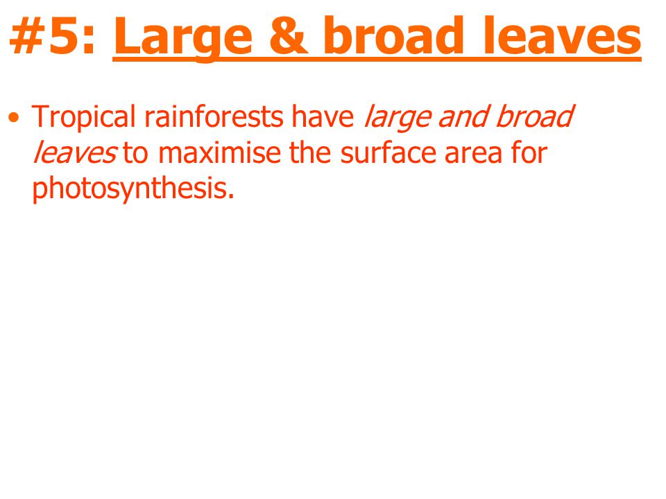 #5: Large & broad leaves Tropical rainforests have large and broad leaves to maximise the surface area for photosynthesis.