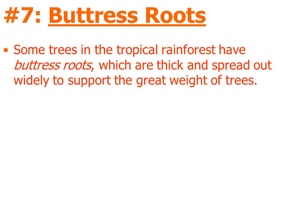 #7: Buttress Roots Some trees in the tropical rainforest have buttress roots, which are thick and spread out widely to support the great weight of trees.